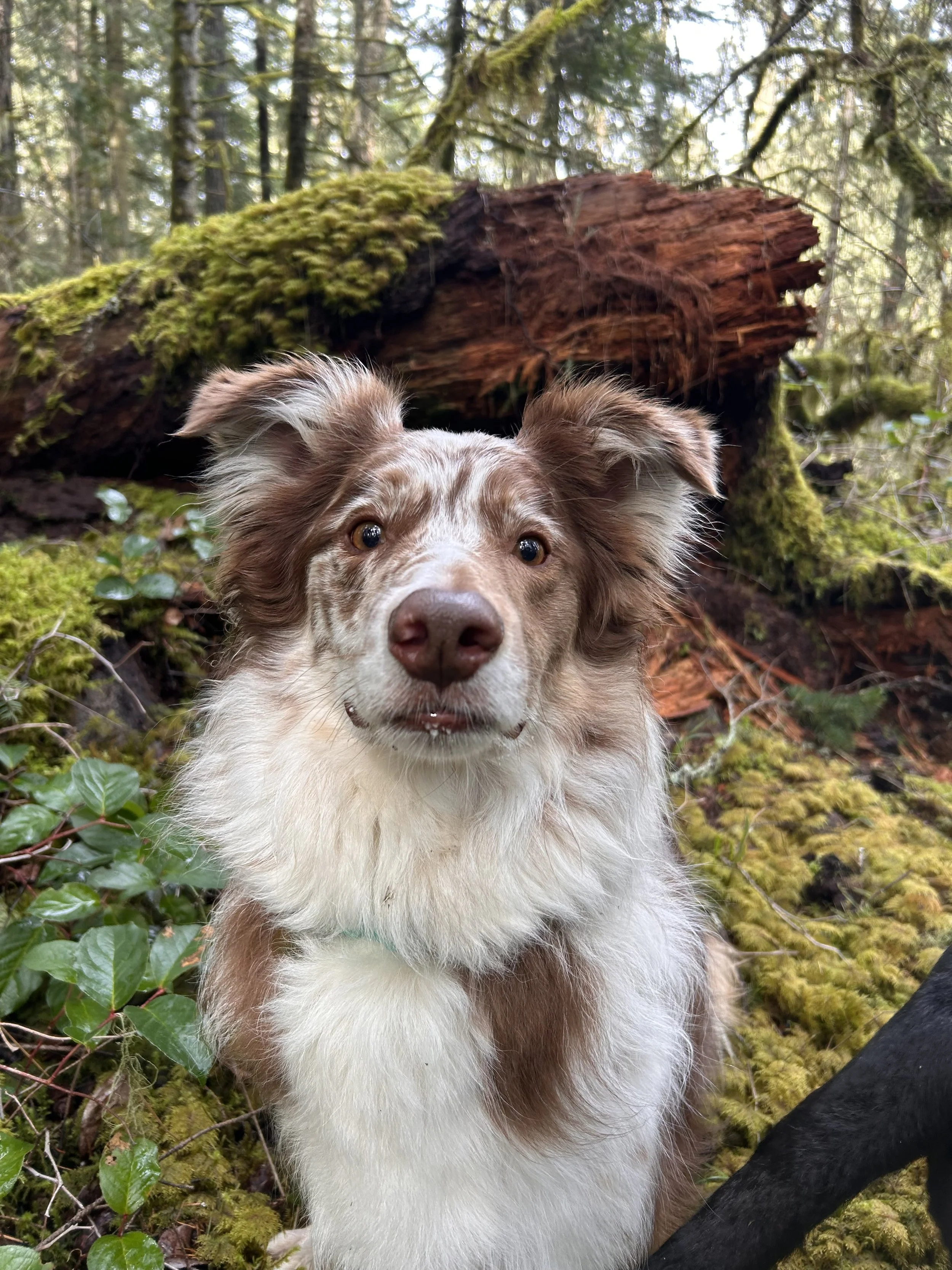 A dog with a brown and white coat, sitting in a forest with moss covered ground and trees, and a log in the background.