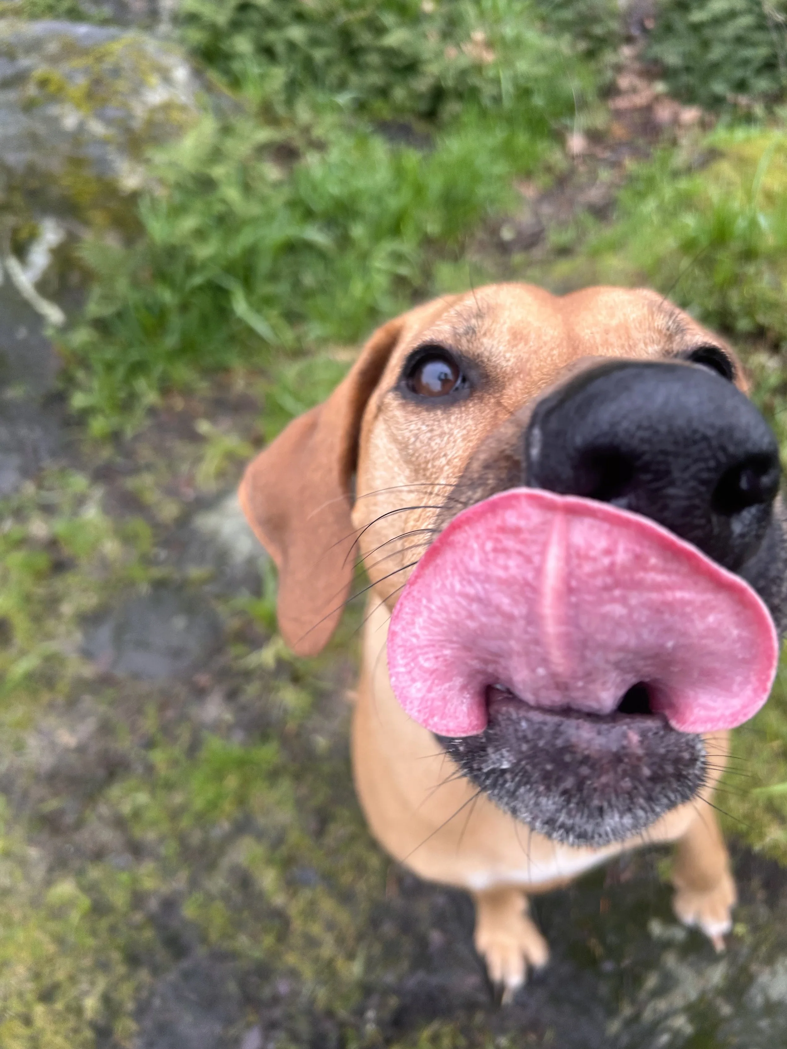 Close-up of a happy brown dog with a large black nose and pink tongue out, outdoors with green grass and mossy ground.