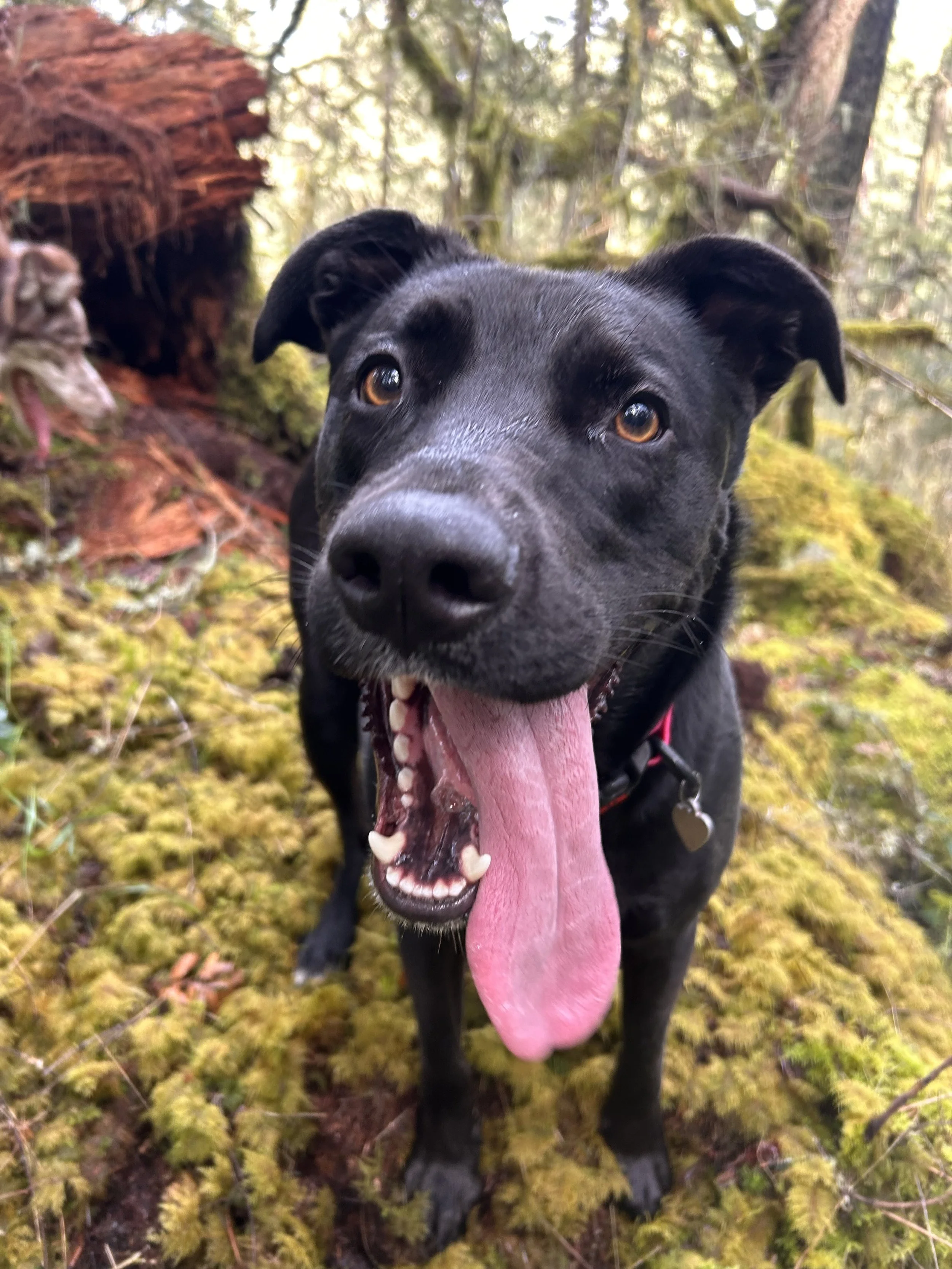 A happy black dog with its tongue hanging out, standing on mossy ground in a forest with trees in the background.