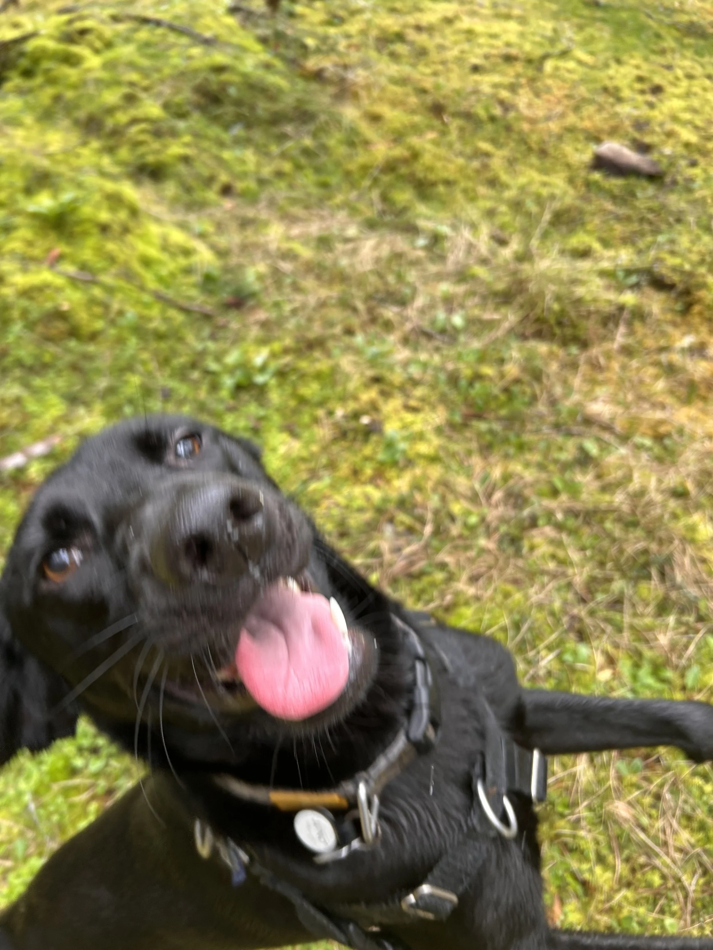A happy black dog with a pink tongue sticking out, outdoors on a grassy area.