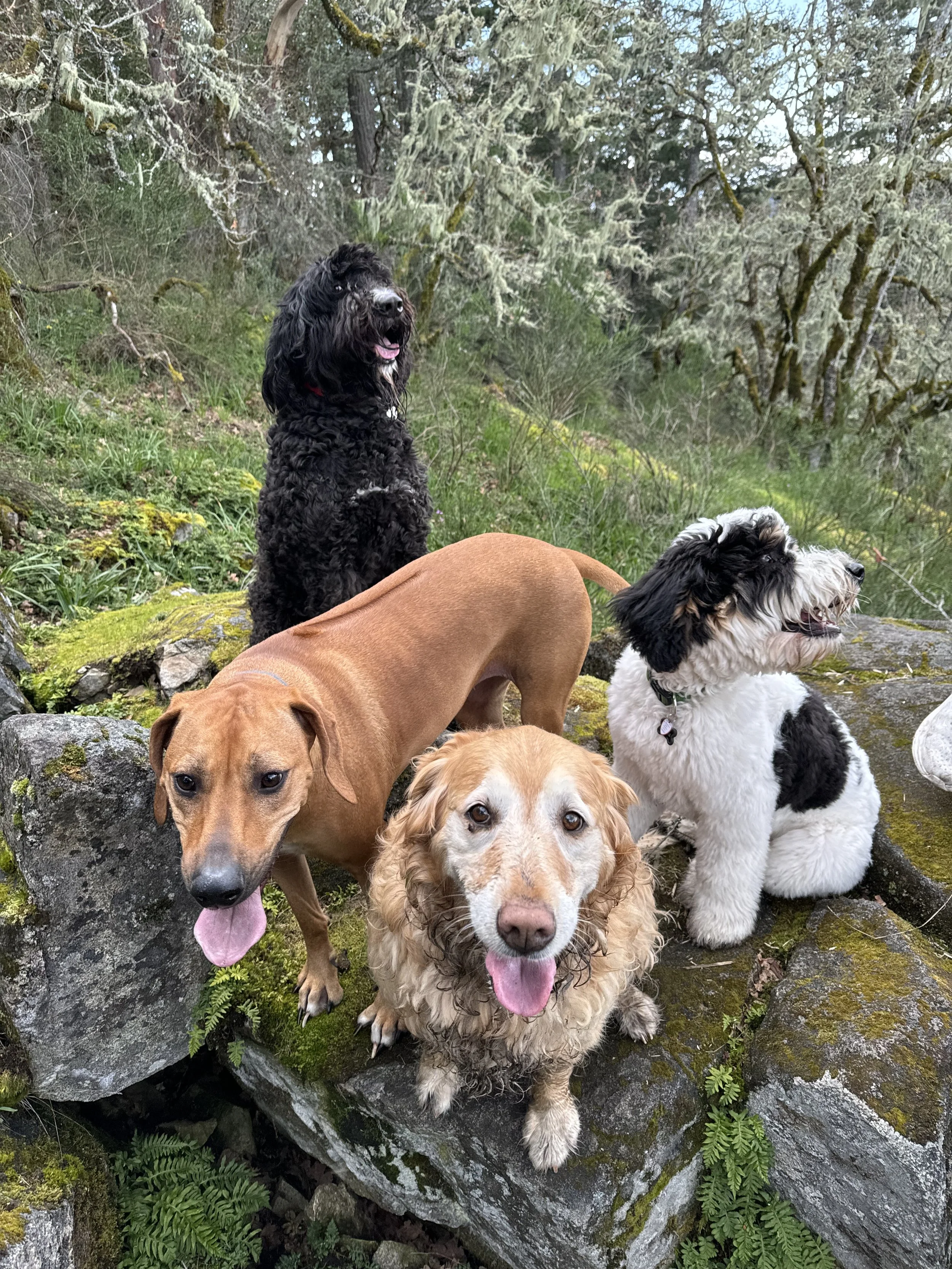 Four dogs outdoors on rocks and moss, surrounded by trees and greenery in a forest setting.