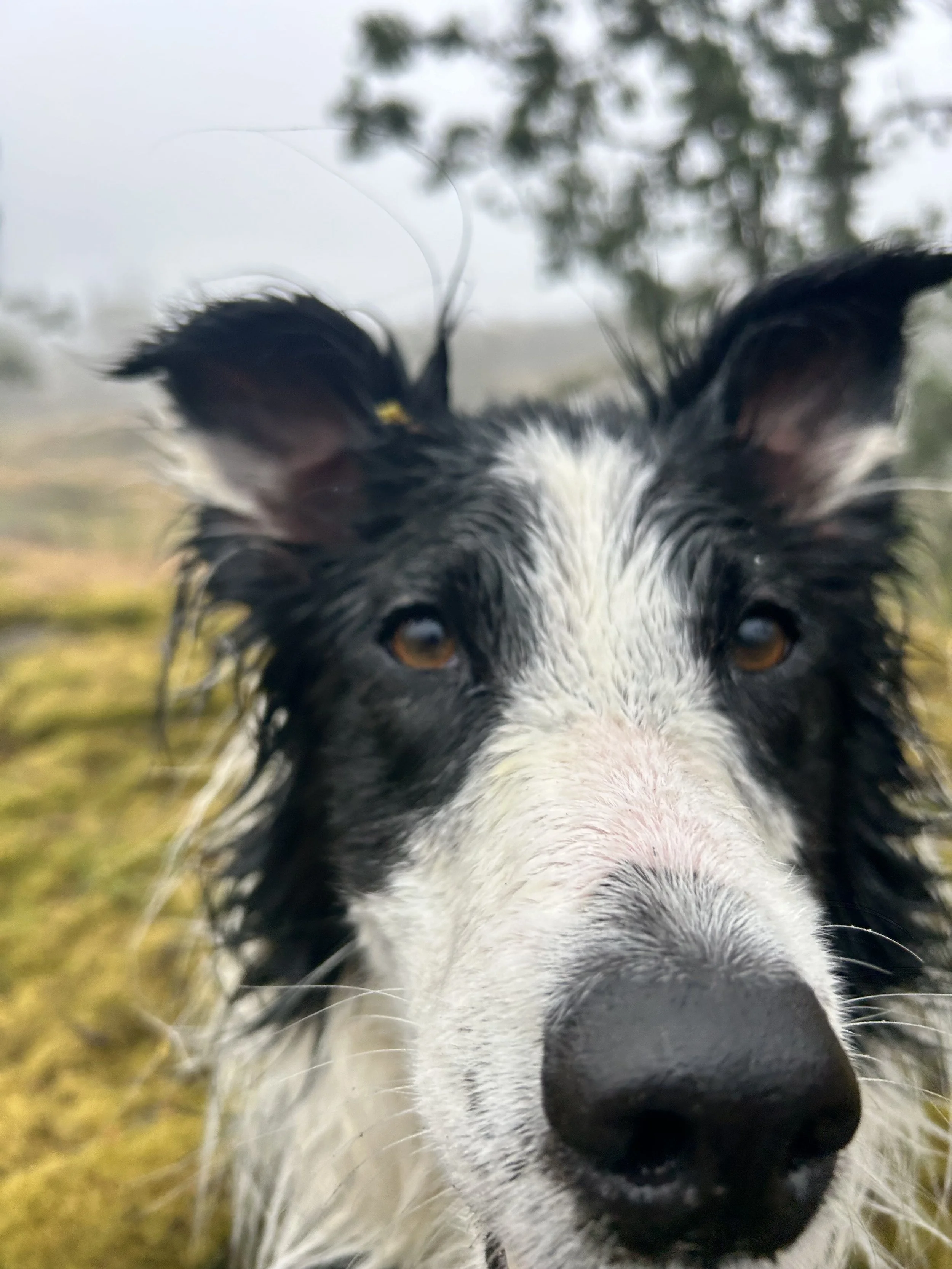 Close-up of a black and white Border Collie dog outdoors.