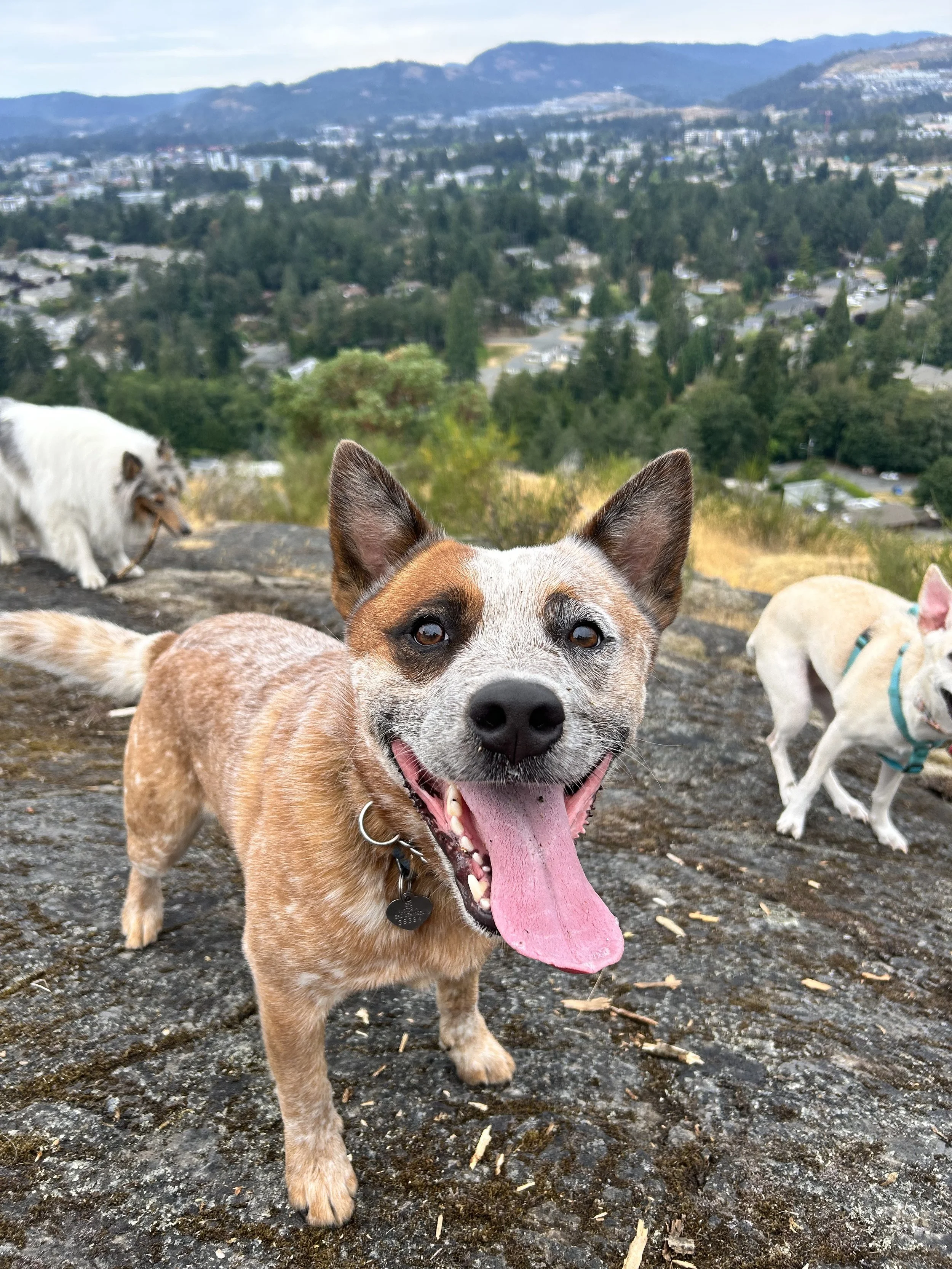 Happy dog with erect ears, tongue out, and multicolored coat on rocky hilltop with cityscape and mountains in the background, along with other dogs.