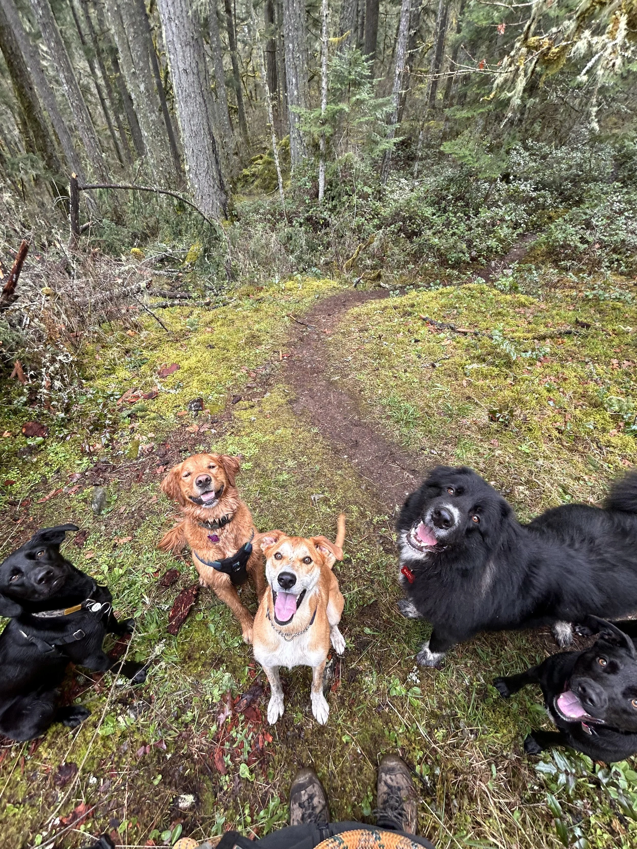 Six dogs on a forest trail, looking up at the camera, surrounded by green moss, trees, and foliage.