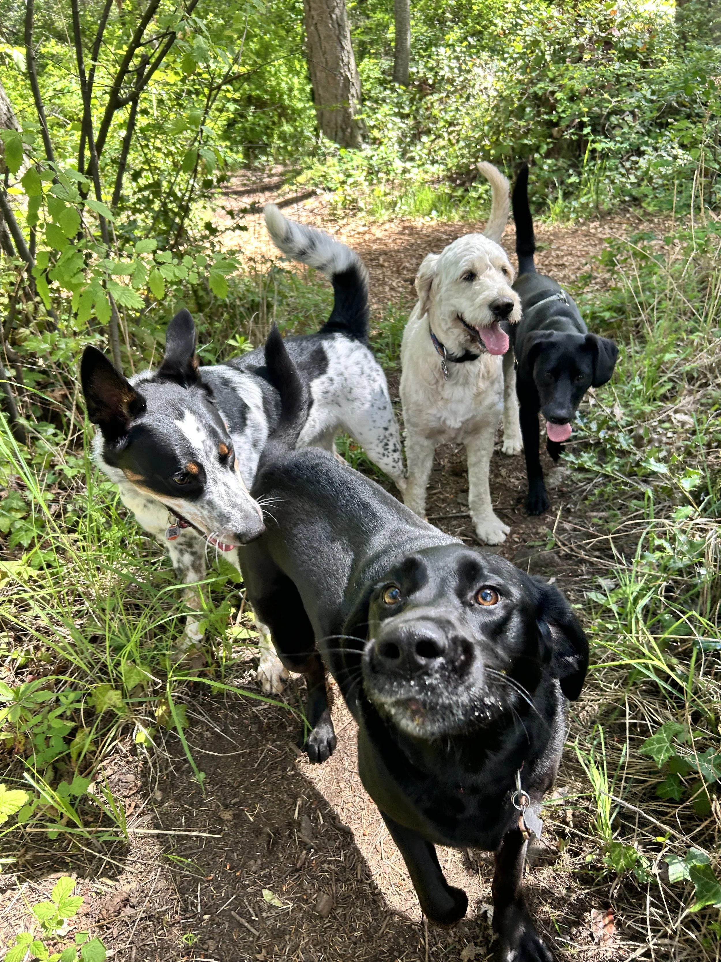 Four dogs on a dirt trail in a lush green forest, with sunlight filtering through the trees.