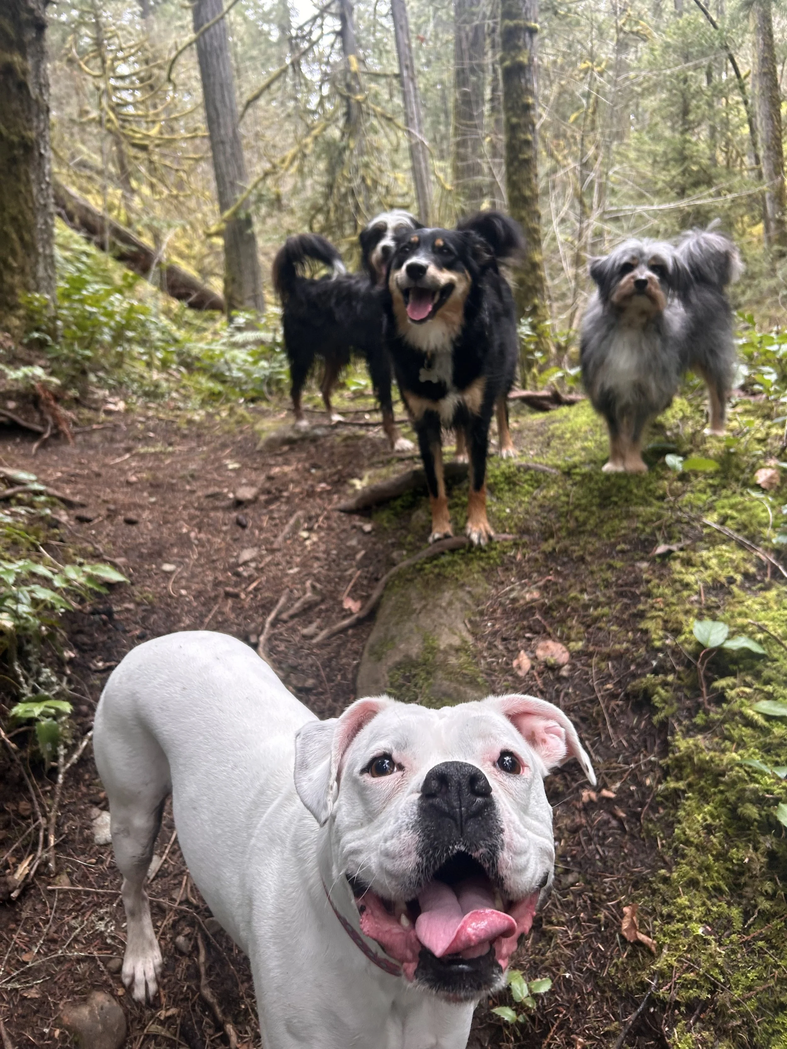 Four dogs standing on a forest trail surrounded by trees and greenery. The foreground features a white Bulldog with its tongue out, smiling. Behind, three medium-sized dogs, including a black and tan Australian Shepherd, a black and white dog, and a