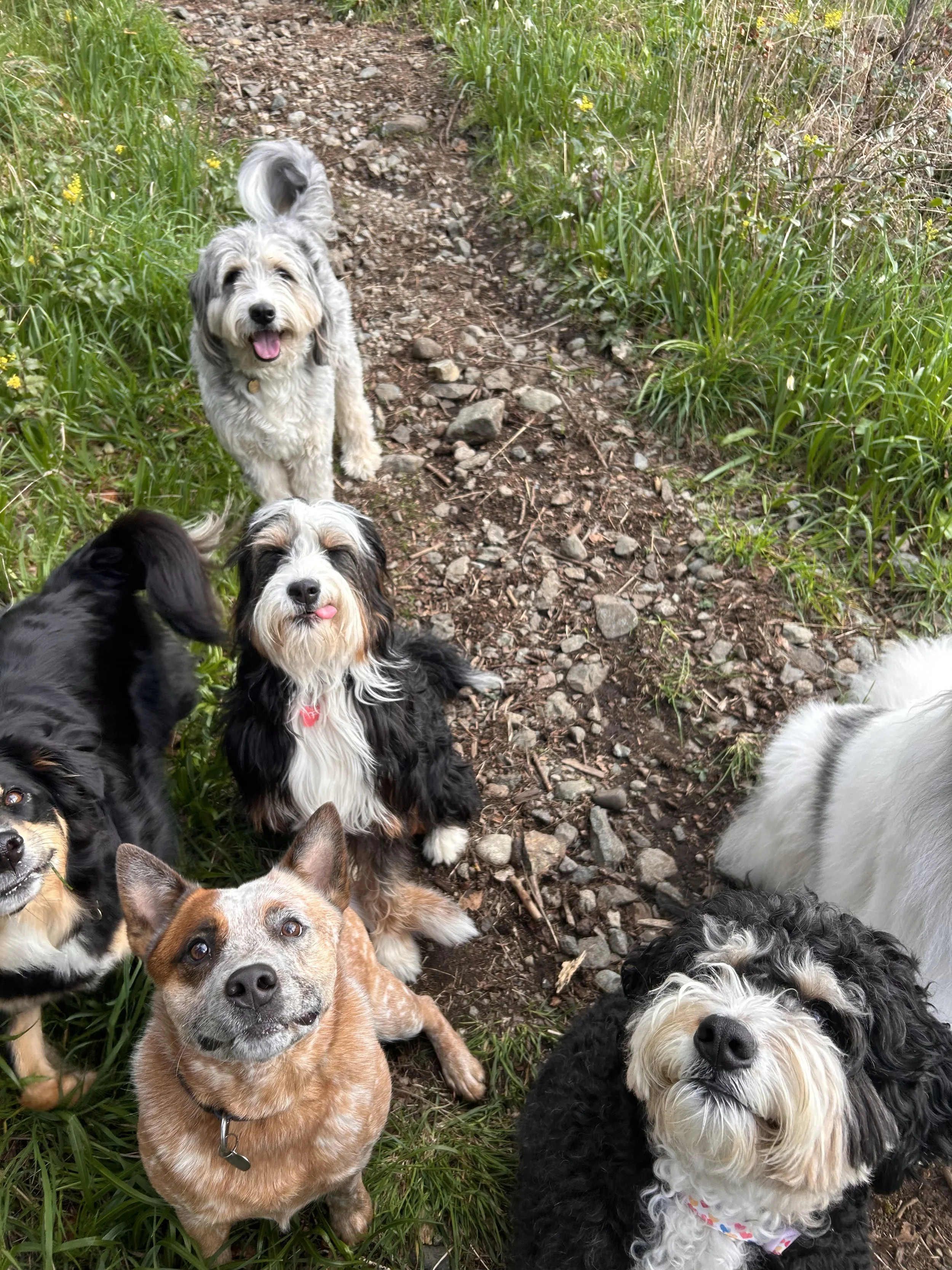 A group of seven dogs on a forest trail in a grassy and wooded area, some looking up at the camera with their tongues out.