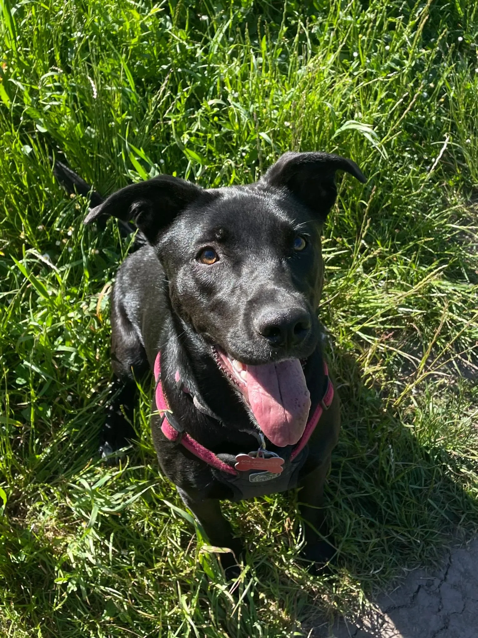 Frankie, the mixed breed dog, smiling up at the camera with her tongue out in a field of grass.
