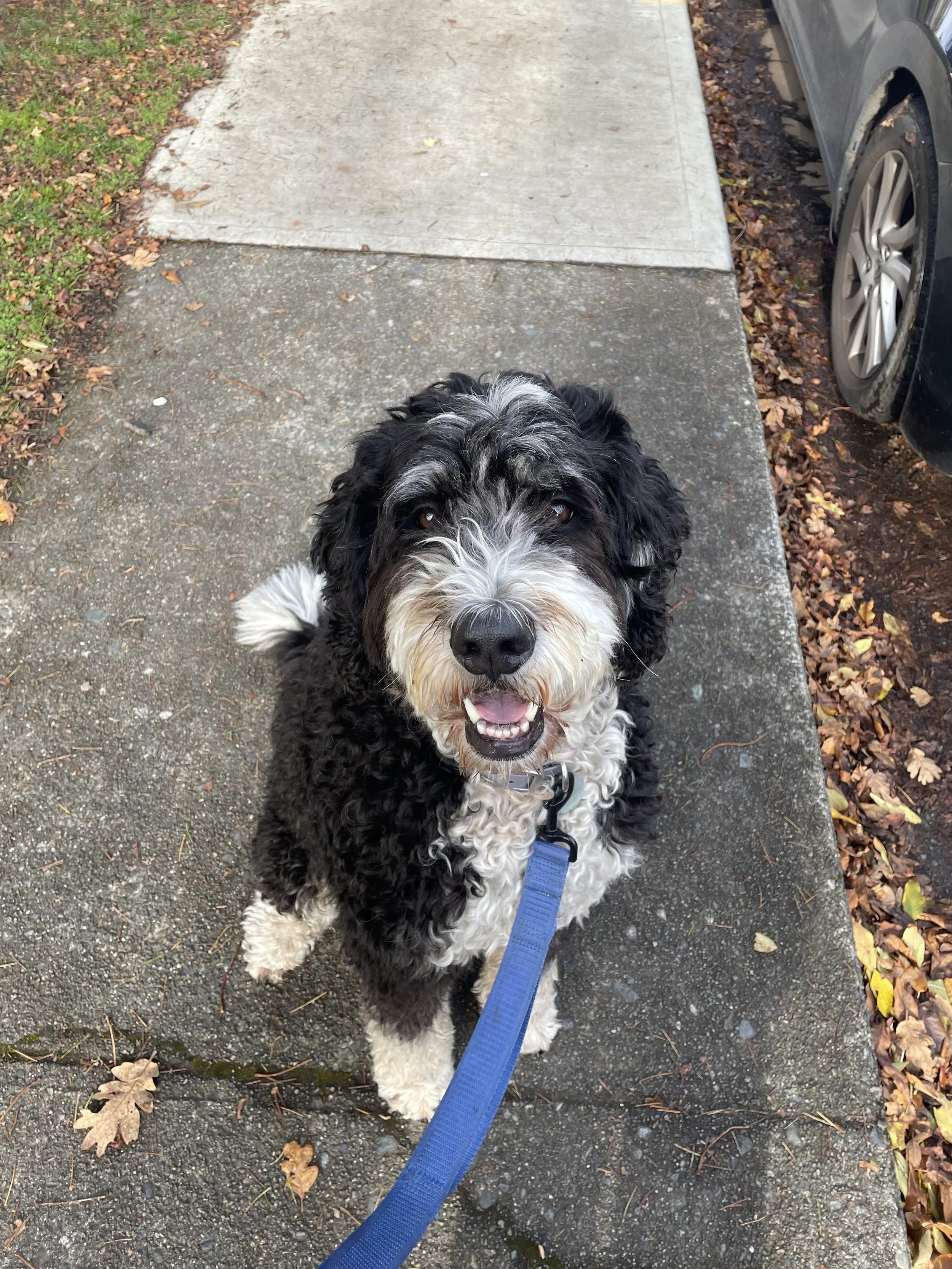 A happy black and white curly-haired dog with brown eyes sitting on a sidewalk, looking up at the camera, attached to a blue leash.