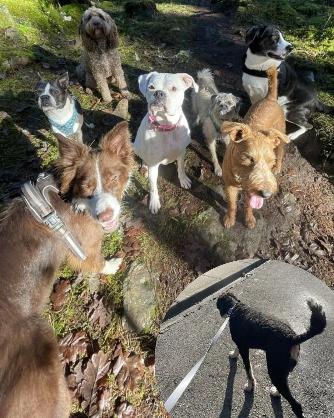 As dog owners, you know how much goes into providing your dog with all the physical, mental, and social stimulation they need to live happy, healthy lives.

Leash leash and pack walks both have their place in a dog's healthy lifestyle -- no doubt abo