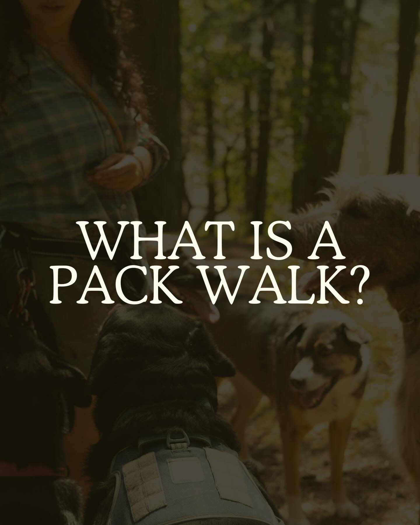 A Pack Walk Adventure is so much more than just an off-leash walk. But what even is a pack walk?

Let&rsquo;s break it down!

Full blog post via the link in our bio 🔗🐶