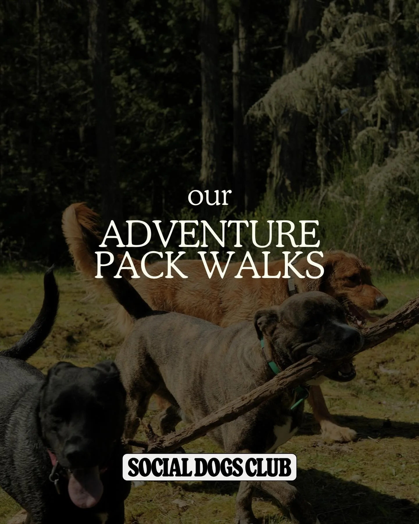 Thinking about joining the Social Dogs Club?

Here are the deets. 🐾

To pair your dog with their perfect pack, book a free Meet &amp; Greet. This is when we&rsquo;ll get to know you and your dog (and vice versa), assess which pack to place them in, 