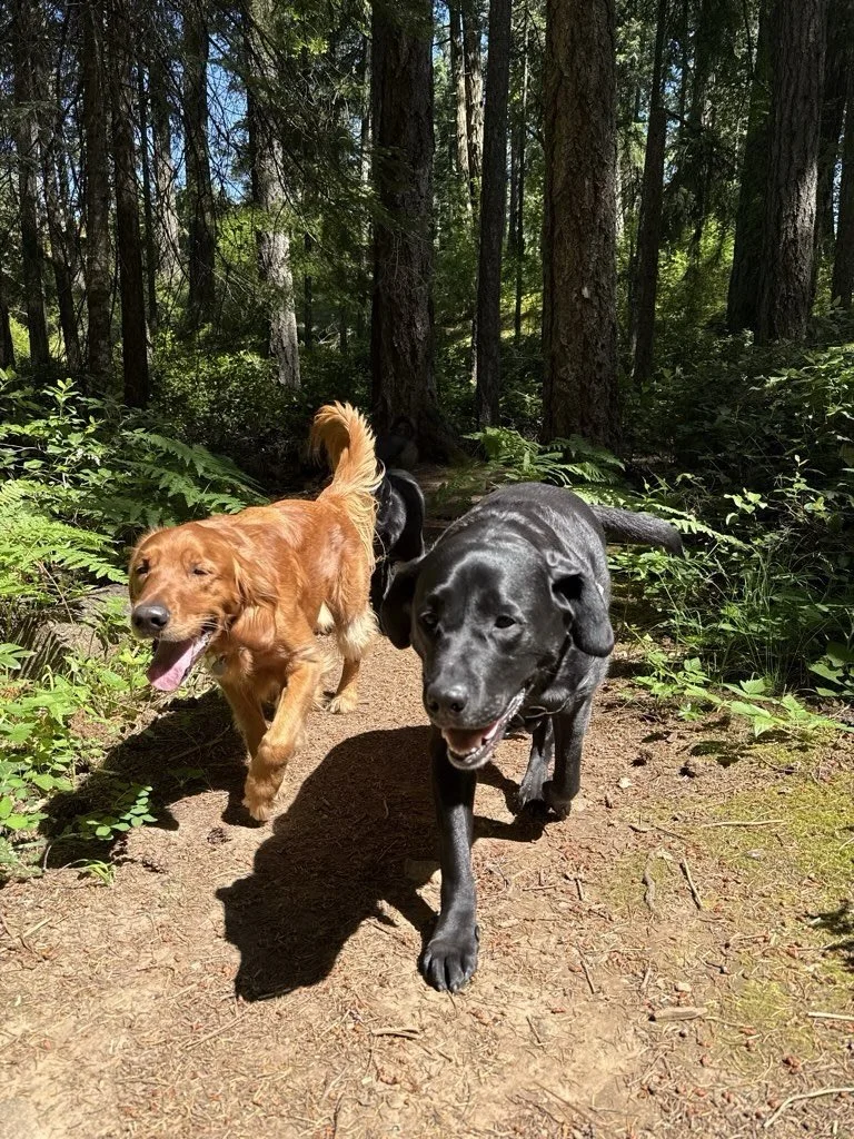 On the trails last week.

Featuring our newest members on their first SDC adventures:
🐾 Murdoch
🐾 Mini
🐾 Peach 

Welcome to the Club &hearts;️