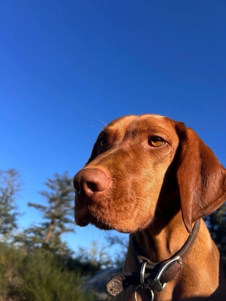 It&rsquo;s Zola&rsquo;s 4th birthday today!

Zola was the fourth dog to ever join SDC and she&rsquo;s been with us since she was a puppy. Over time, she&rsquo;s become somewhat of an SDC ambassador &mdash; showing new dogs the routine, setting bounda