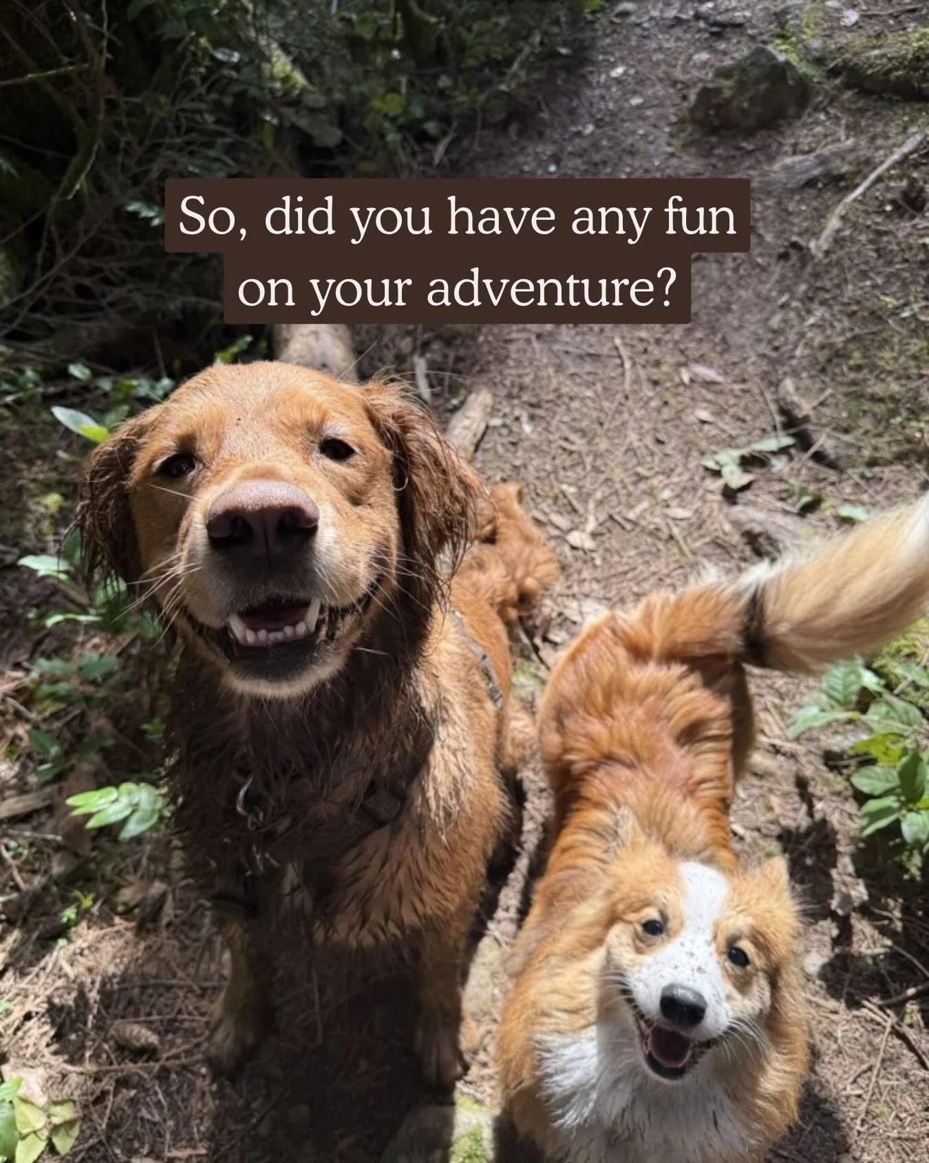 If our SDC dogs could talk, we&rsquo;re pretty sure this is what they&rsquo;d say. Plus maybe ask for more kibble. And treats. And maybe bones.

P.S. Don&rsquo;t worry, Appa got a little rinsey rinse post-mudbath 😂