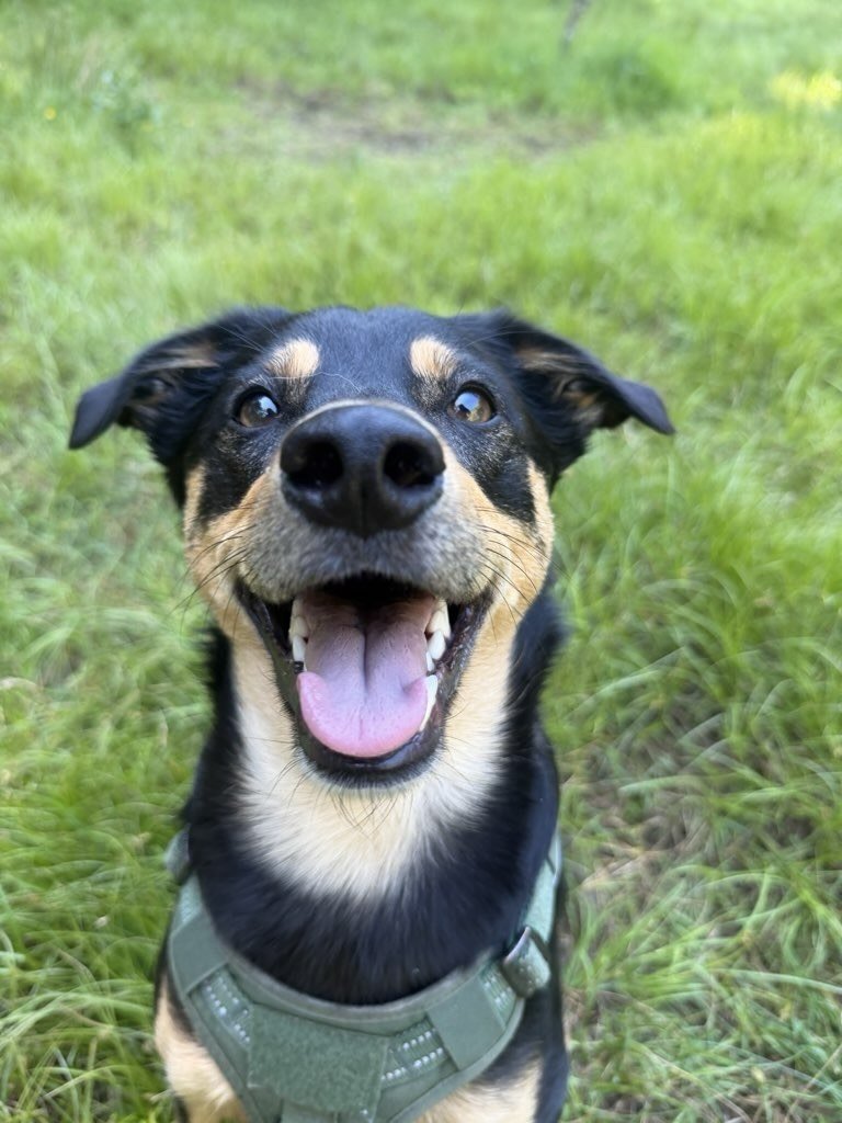 The hardest part of posting a photo is figuring out how to possibly choose just one. That&rsquo;s why today, you&rsquo;re getting five smiling faces. 🐶

Sorry!
