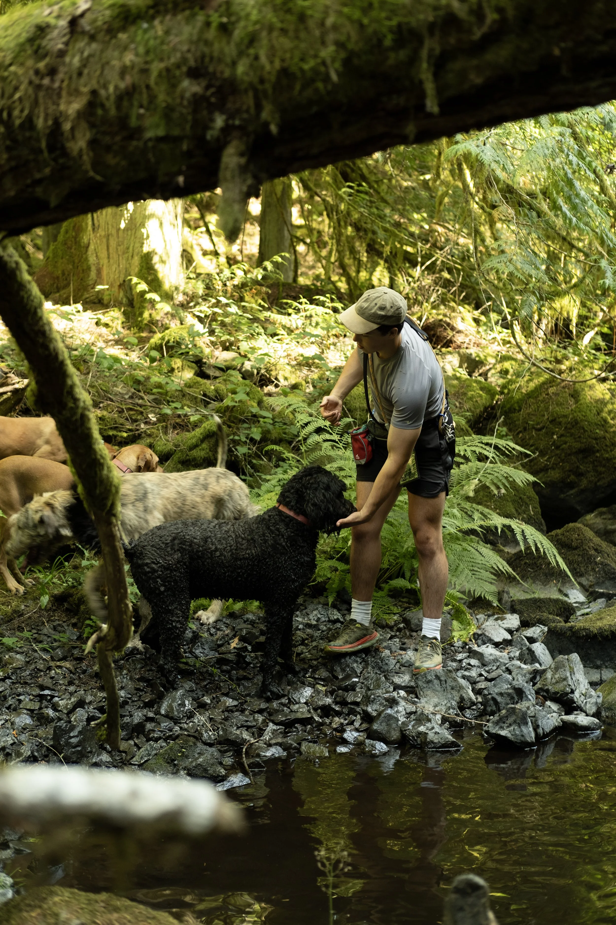 How Much Does a Dog Walker Cost in Victoria, BC? (2026 Guide)