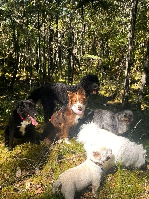 Miso!!!!

You might recognize Miso as pack leader Adam&rsquo;s dog! Where Adam goes, Miso follows. This girl has probably met more new dogs in a week that most do in a lifetime &mdash; and she gets along with every last one of them. She&rsquo;s the s