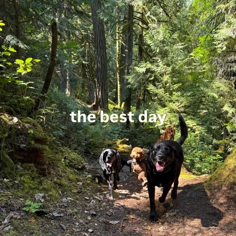 life&rsquo;s pretty good as an SDC dog.
