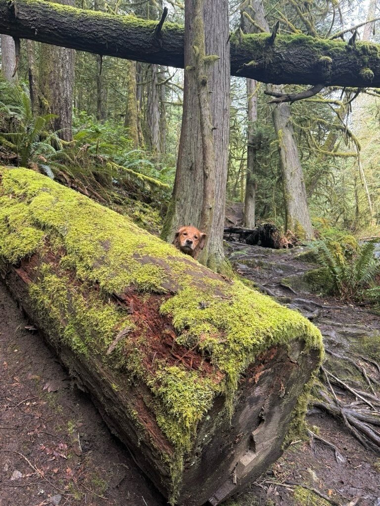 I spy with my little eye&hellip; THE BIRTHDAY BOY ⭐️

Rupert is the most photogenic boy of all. He&rsquo;s got all the best facial expressions but our favourite is eyes closed, big smile. Okay tongue out too. And the side eye.

This guy&rsquo;s never