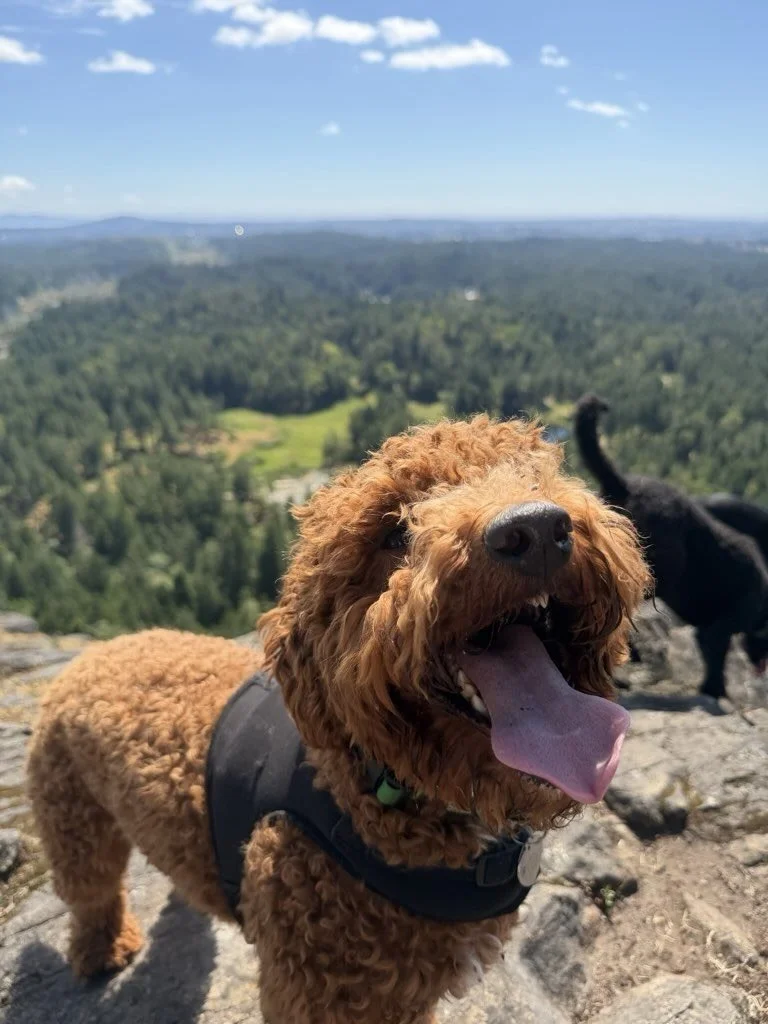 Oliver the Explorer 🐕 

Happy Belated Birthday to the fastest, the fluffiest, the handsomest boy in town: Oliver. One thing you need to know about Oliver is that if someone&rsquo;s running, Oliver&rsquo;s chasing. He&rsquo;s here. He&rsquo;s there. 