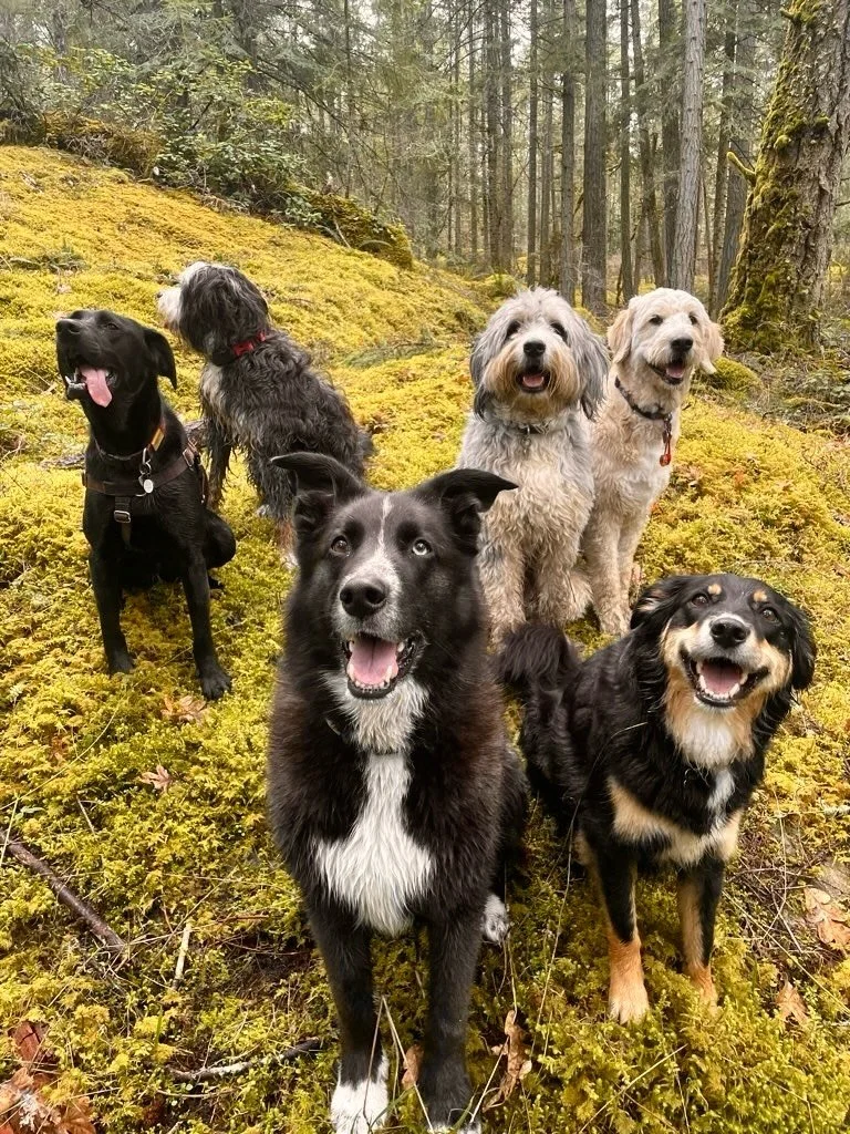 Spot the birthday girl! 🔭👀

MIKA &hearts;️ 

Mika&rsquo;s been walking with us for over two years! She&rsquo;s a natural pack pup. Loyal. Obsessed with all her friends. Absolutely loves getting the group playing together. Somewhat of a tomboy &mdas