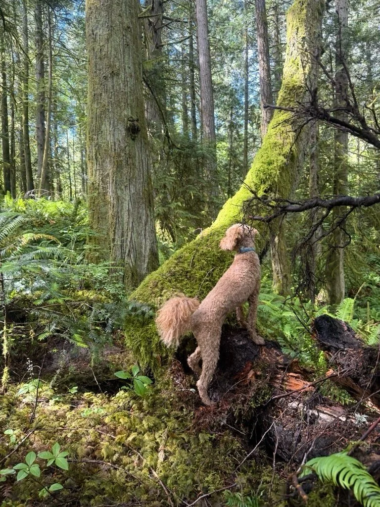 It&rsquo;s Oslo&rsquo;s big day 🌱

This handsome fella is turning 4 years old! He&rsquo;s a gentleman and a sweetheart. Always happy to hit the trails, his little wiggly butt is beloved by all our walkers. He makes fast friends and loves a game of c