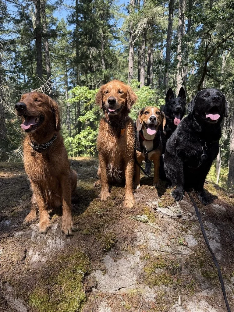Off-Leash Socialization Has Major Benefits