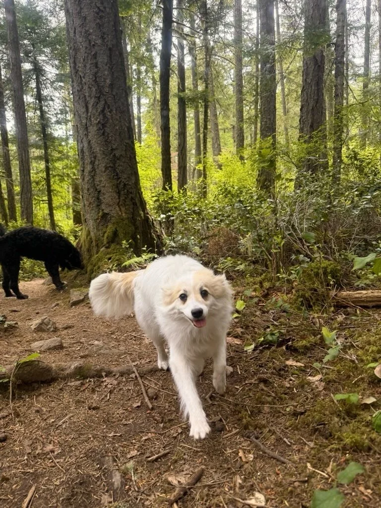 Jynx!!!!

rain or shine, jynxie is so much fun on the trails. she&rsquo;s an real adventurer, especially with her mini besties ruthie and brexit! not one to miss a view or a play sesh, she loves to be in the thick of it.

happy belated birthday miss 