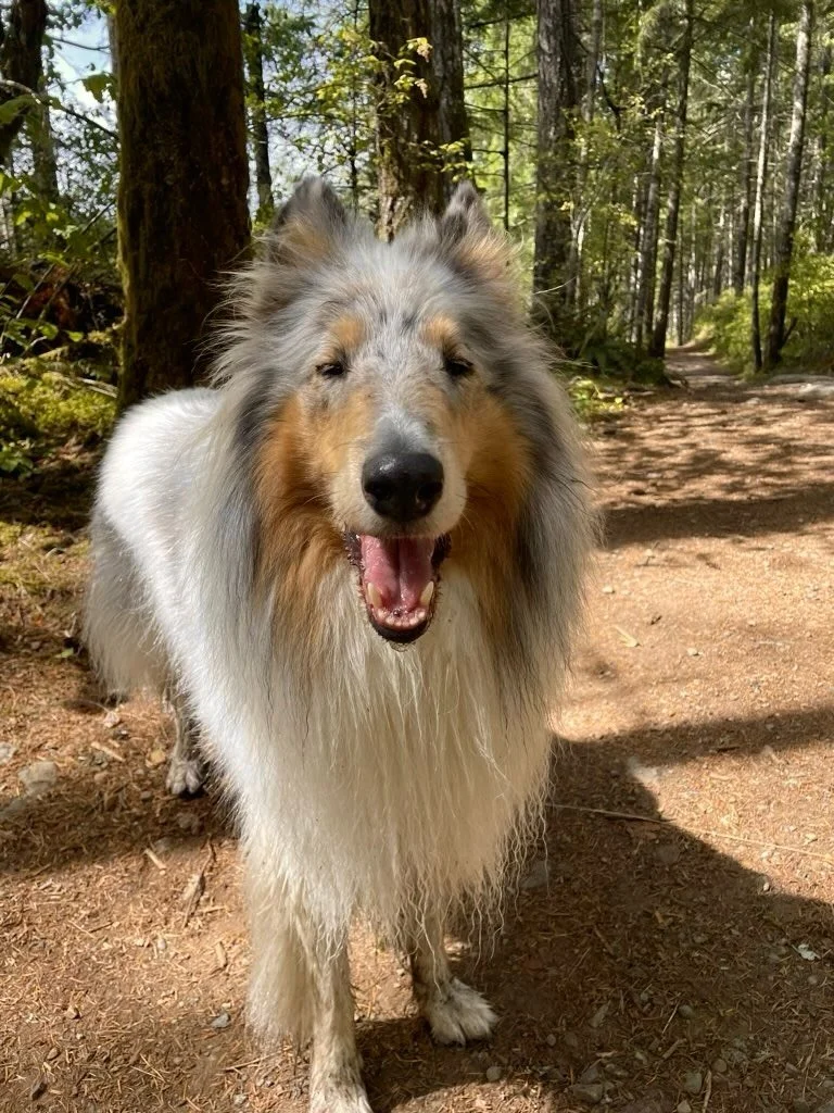 ⭐️ RIGHAM ⭐️

Beauty? ✅
Grace? ✅
Speed? ✅
Sass? ✅

Rigs has it all.

We&rsquo;ve been walking this handsome boy for nearly two years and boy has it been fun. He loves to run wild on the trails with his best buds Lhotse, Bandit, Marley and Miso, but h
