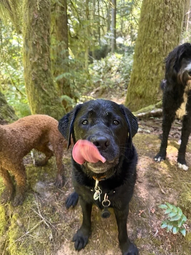 ⭐️ MURDOCH ⭐️

This sweet boy has a big heart, goofy personality, and a loveable smile (see photo 3). He loves to adventure hard, but he&rsquo;s always ready for his closeup 📸

Wishing you all the treats on your big day Murdoch 🦴