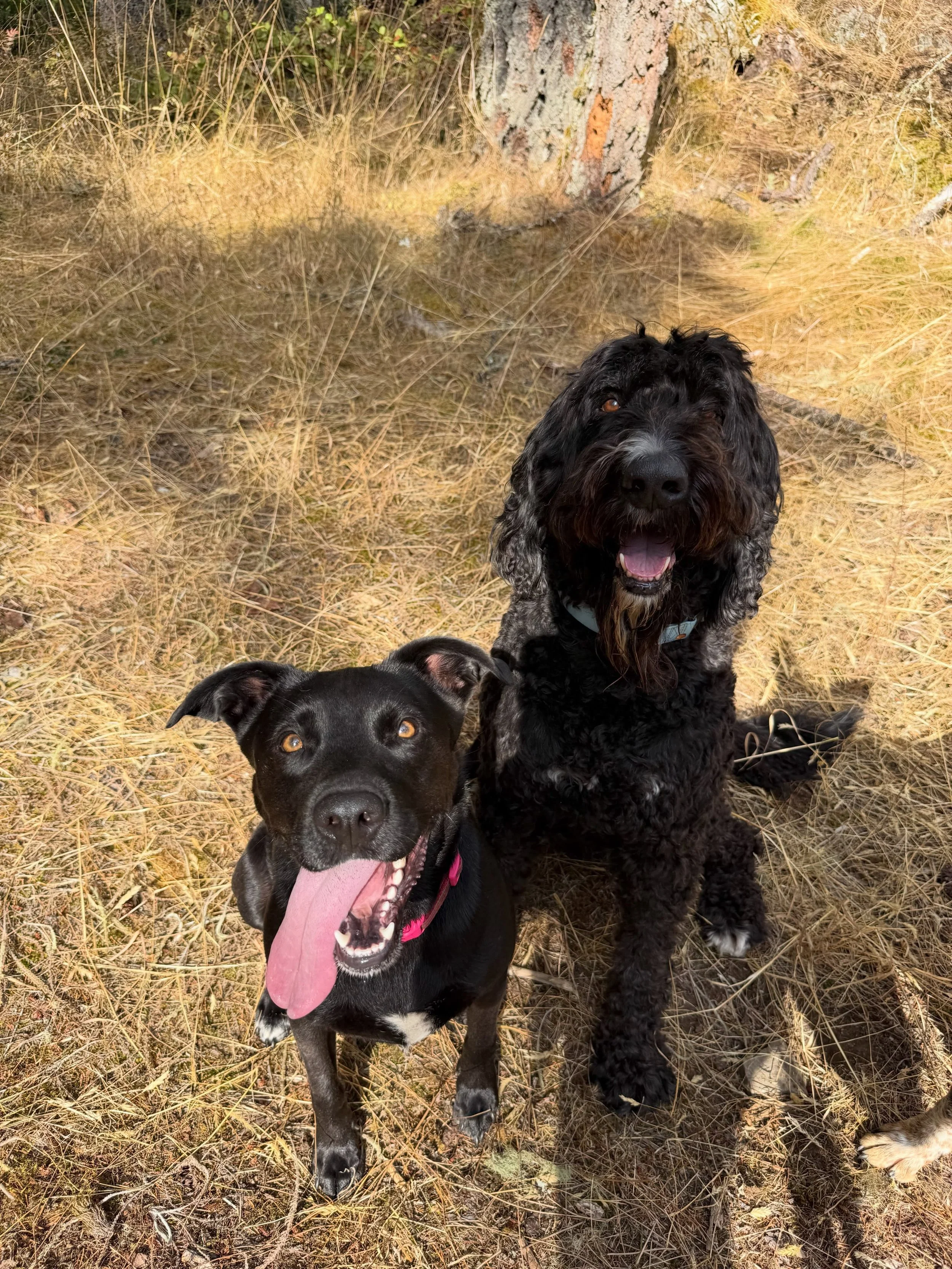 a couple of cuties from today&rsquo;s outing 🏃🏃💨