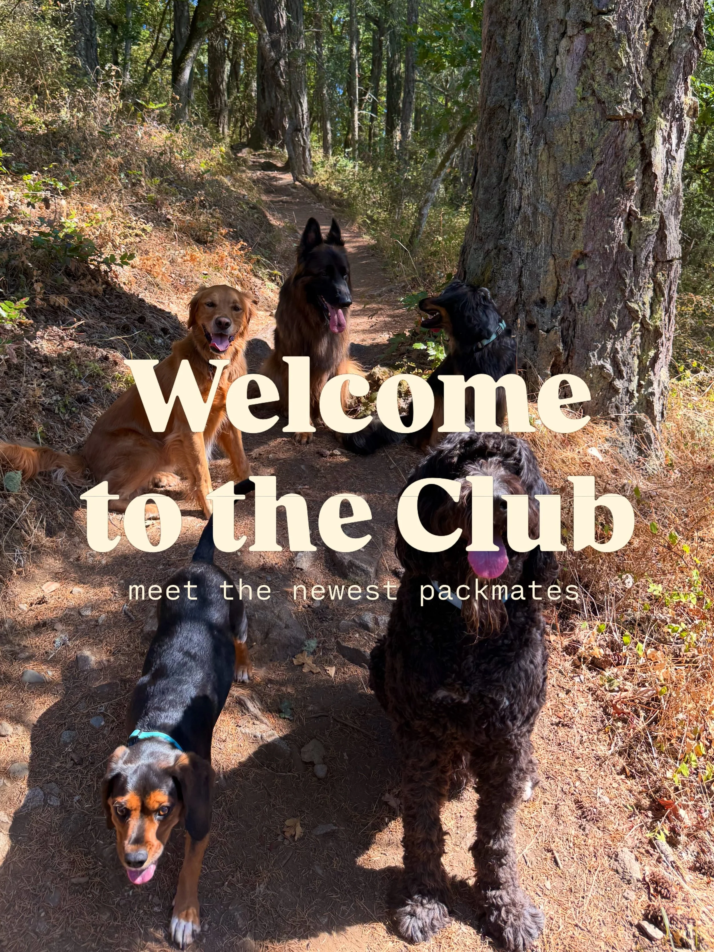 what do all these dogs have in common?

they just joined Social Dogs Club 🕺

each of them passed a meet &amp; greet and successfully joined the crew for their first adventure. soon your dog might have a bigger social circle than you do!