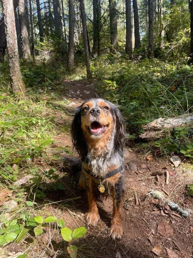 ⭐️ BIRTHDAY ROUNDUP ⭐️

Hey guys, it&rsquo;s aubrey. I fell behind on your dogs&rsquo; birthday posts and it&rsquo;s been keeping me up at night. Please give them a treat for me and tell them i&rsquo;m so sorry!!!

Everyone wish these absolute cuties