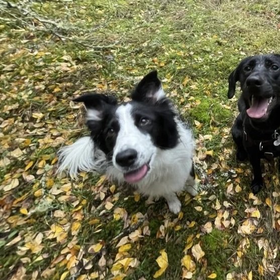 Close-up of a black and white Border Collie dog outdoors.