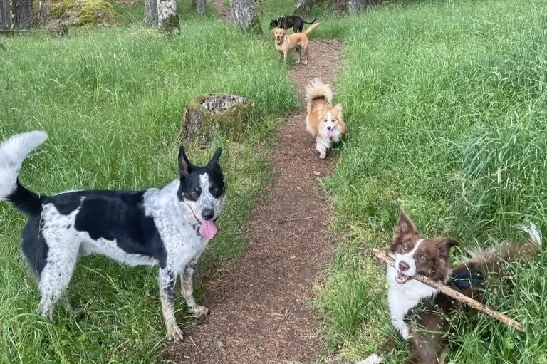 A Social Dogs Pack of 5 dogs on a trail in Victoria, BC. All smiling and looking at the camera or sniffing around in the grass.