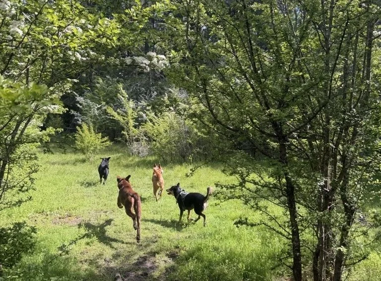 Four dogs of various breeds run through a sunny meadow in Victoria BC.