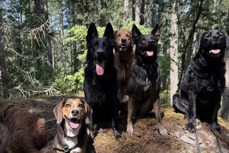 A pack of six dogs sitting on a hill in the middle of a beautiful, sunny forest with their tongues out smiling at the camera.