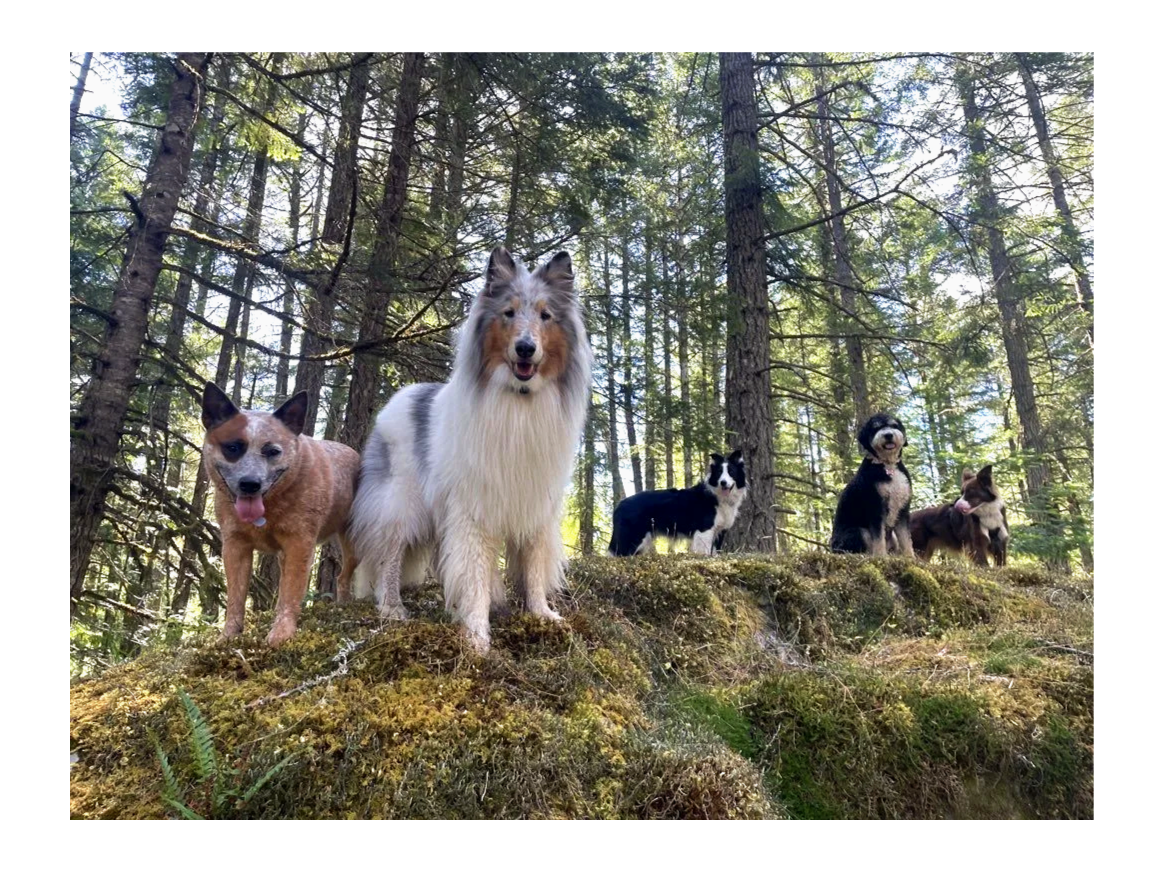 Pack of five dogs perched on a hill in the middle of a sunny forest, looking down at the camera. They are sitting or standing, looking calm, with their tongues out.