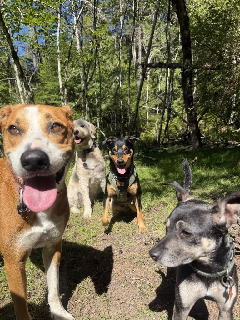 Four dogs of various breeds sitting, posing for the camera on a sunny day in the forest. Their tongues are out and they look happy.