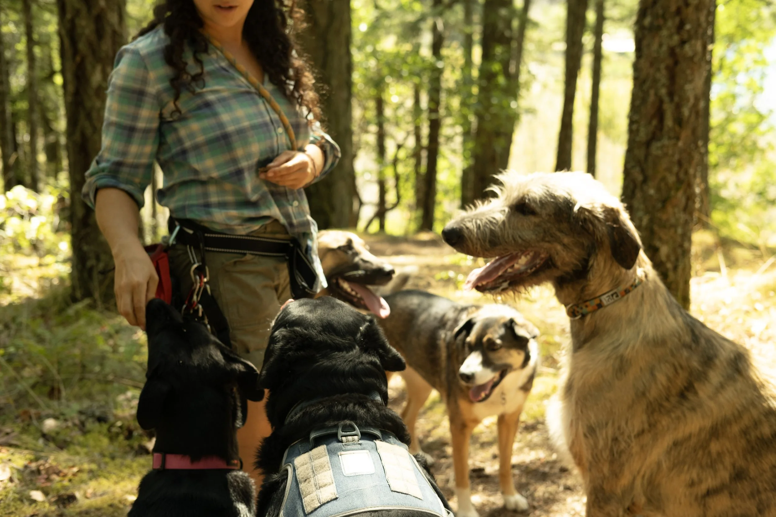 An SDC Pack Leader rewarding a pack of 5 dogs with treats for good behaviour. The dogs are attentive and smiling, off-leash in the forests of Victoria, BC.