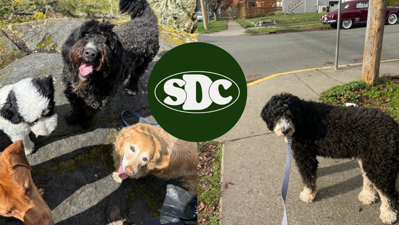 Split screen of dogs on Off-Leash Walks vs Leashed Walks