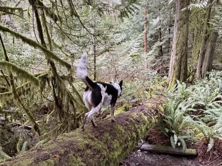 A dog walking across a log deep in the forest of Victoria BC, on an off-leash pack walk.