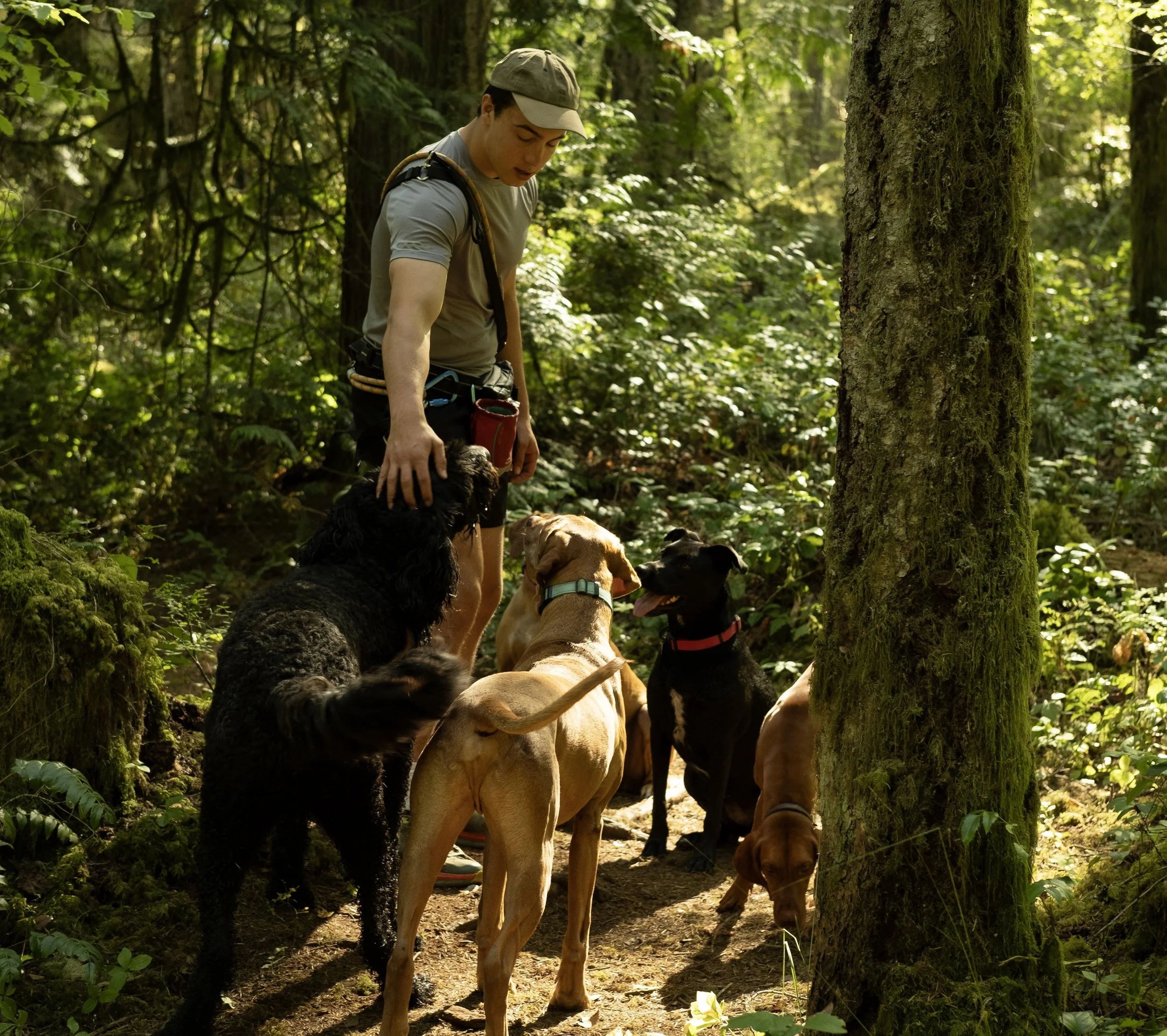 Pack leader Felix, keeping the pack safe on the trails