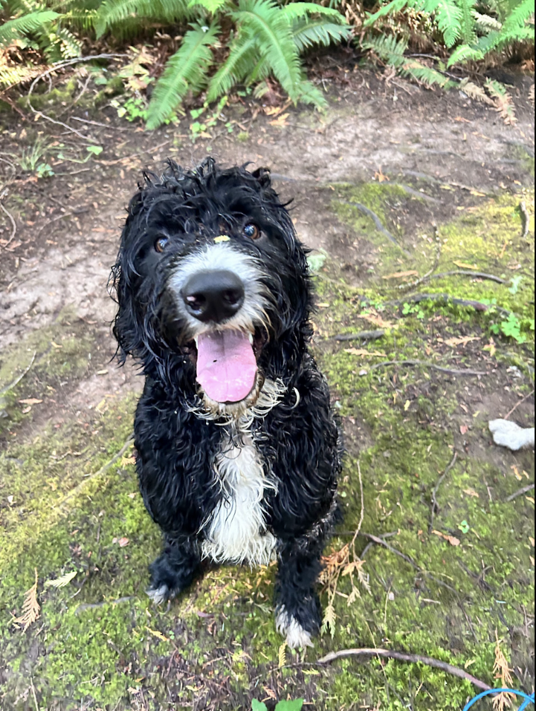 A photo of Rocky, the dog. Smiling and wet on the trails.