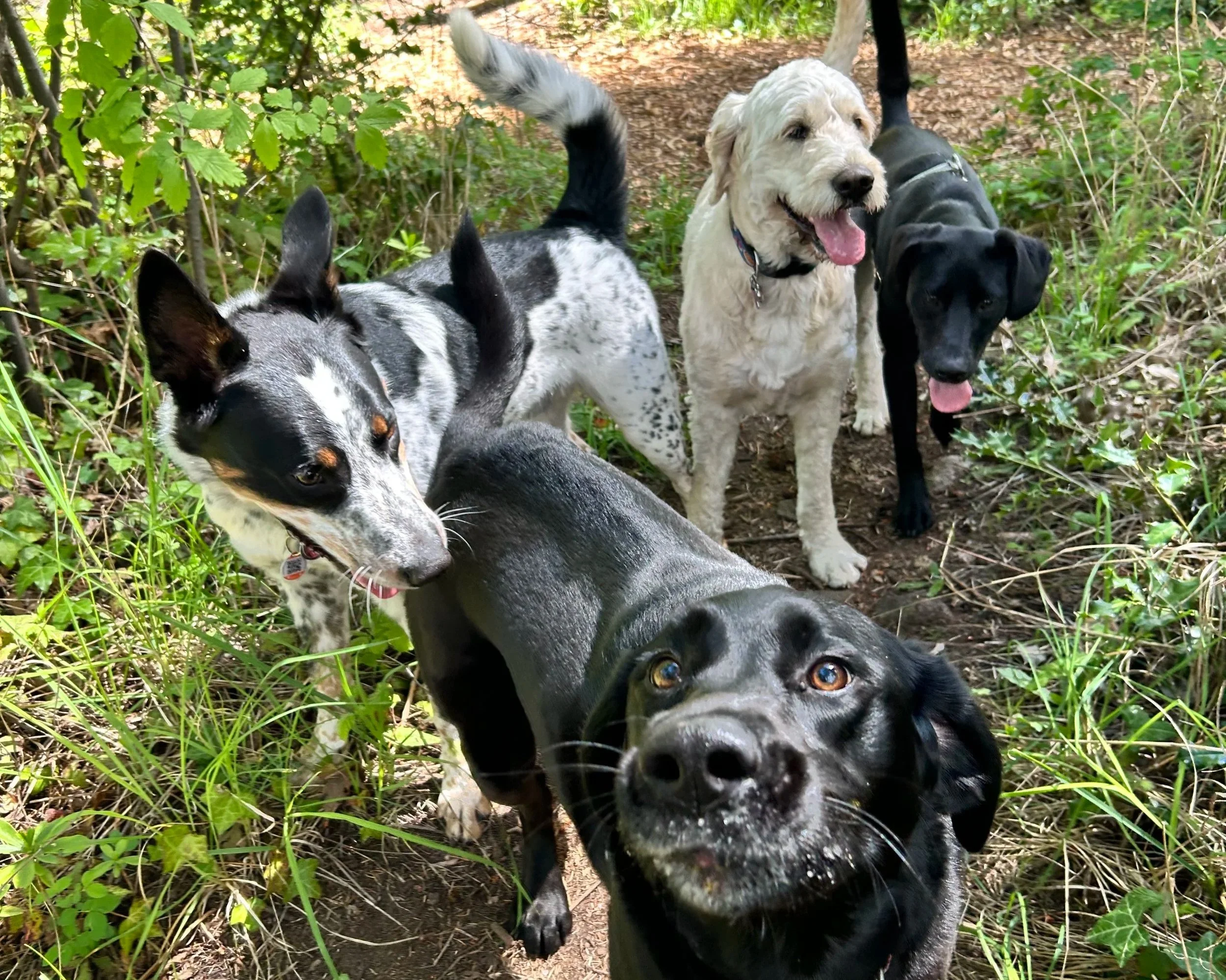 Three happy-looking off-leash dogs in a wooded trail area on a pack walk adventure.