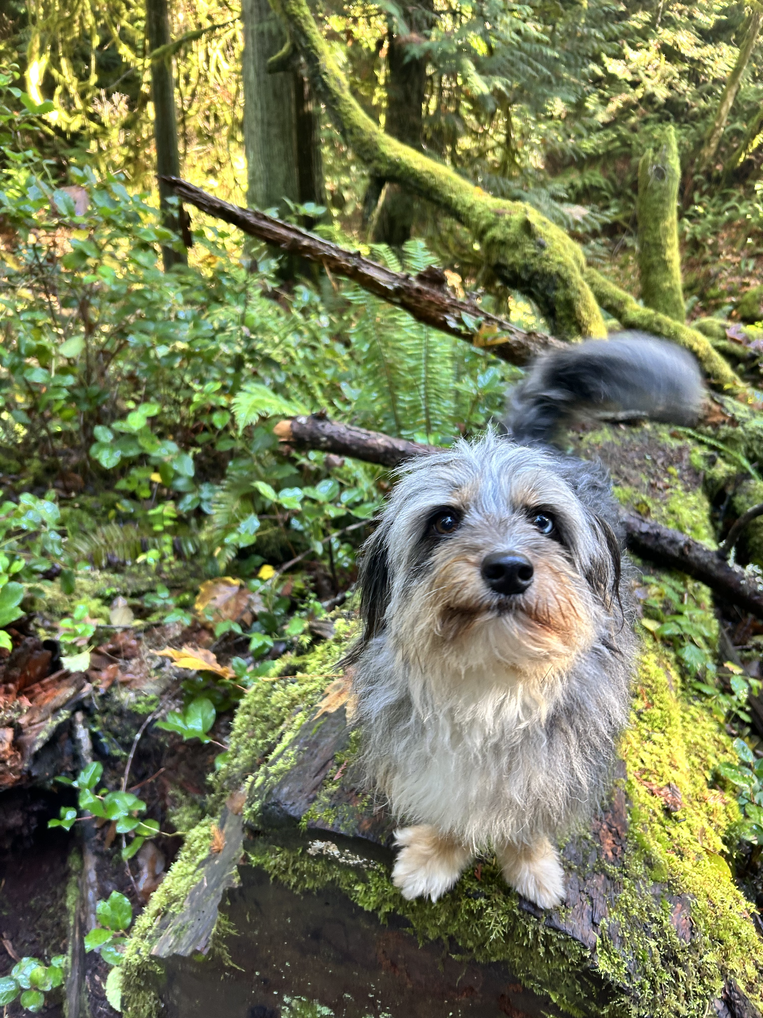 Ruthie the dog with blue eyes and wet fur, Ruthie, standing on a moss-covered log in a lush green forest.