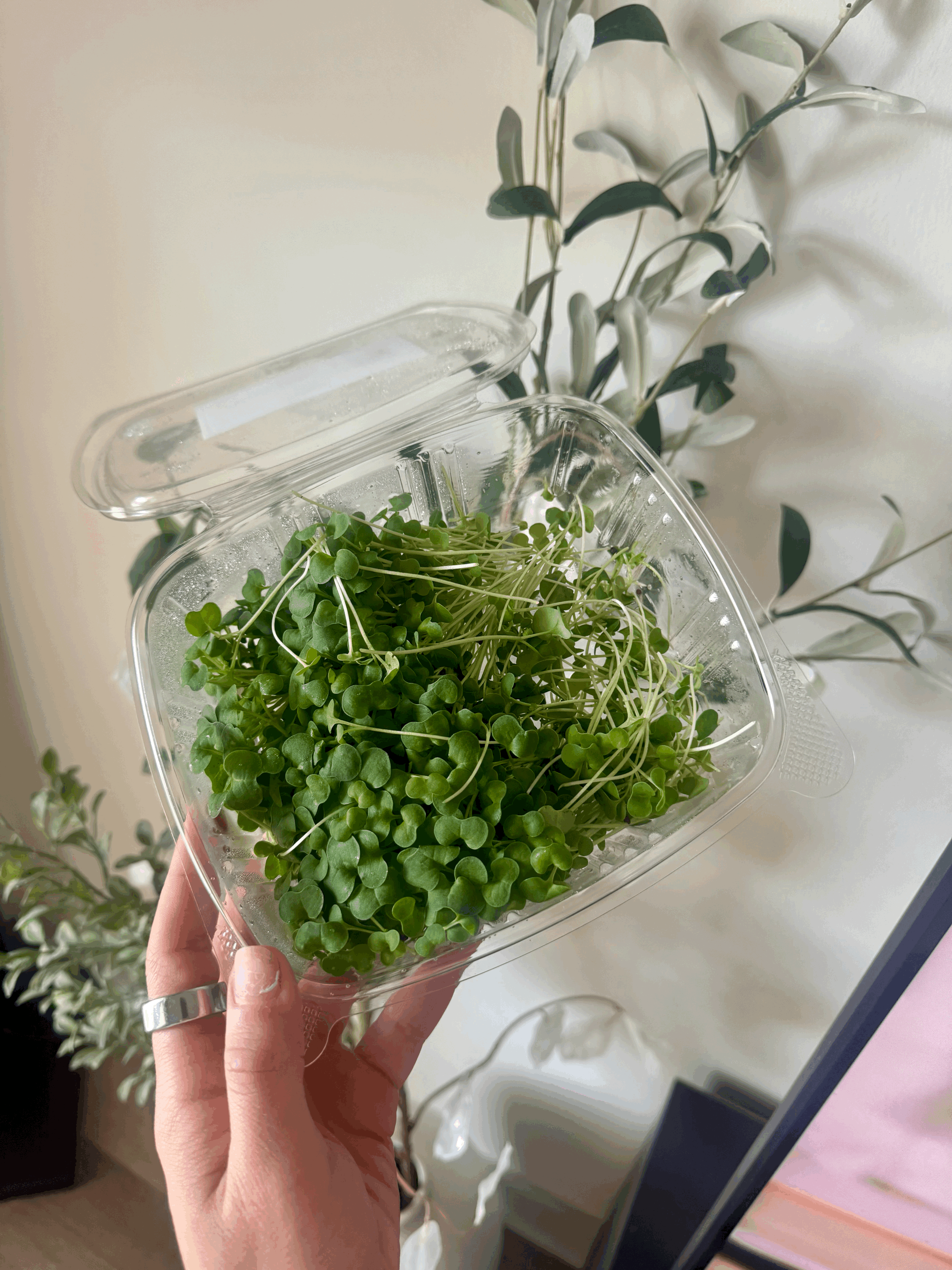 Why Broccoli Sprouts Deserve a Spot in Your Diet: A Tiny Food With Powerful Benefits 🌱