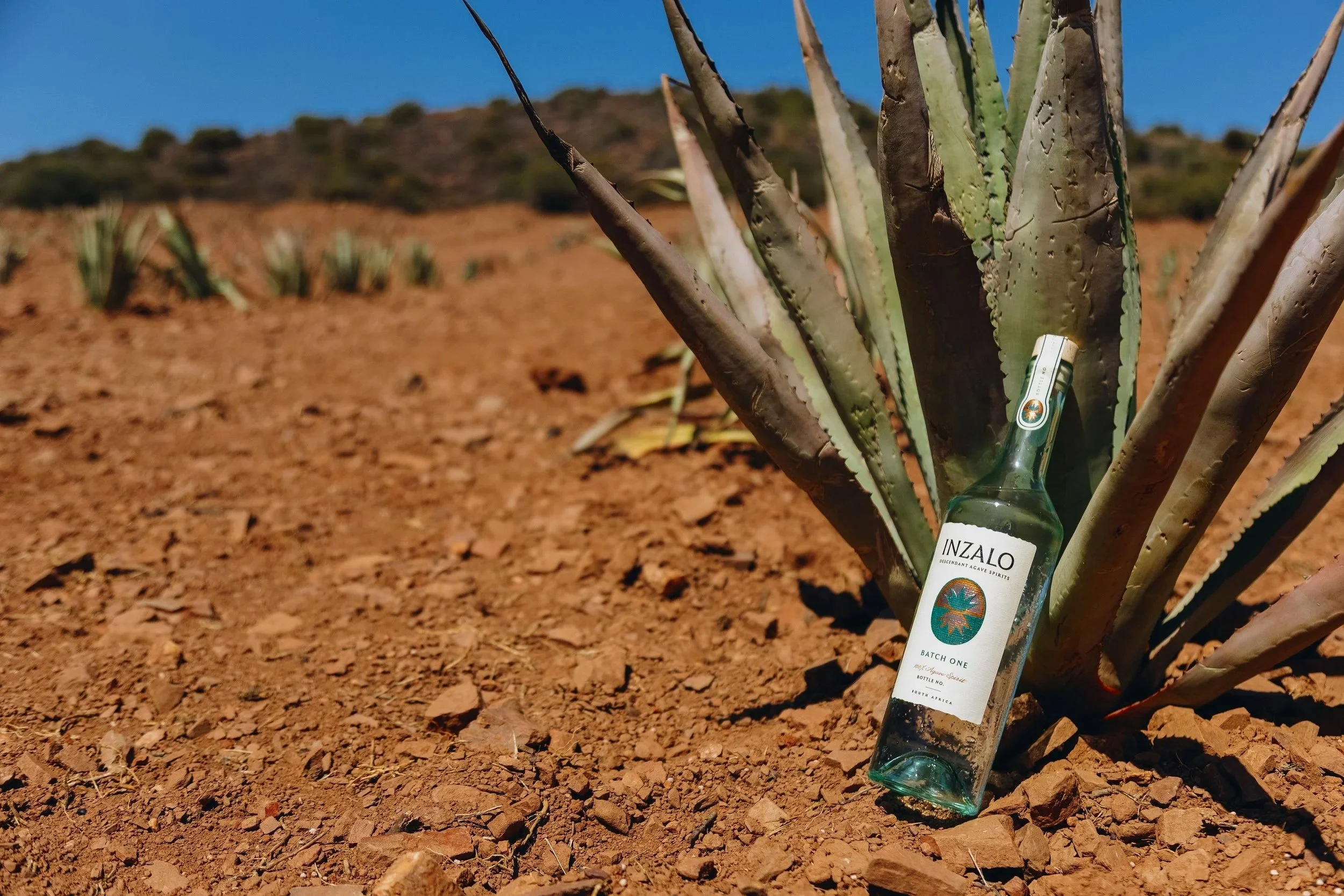 Inzalo bottle leans against a wild agave plant in the desert