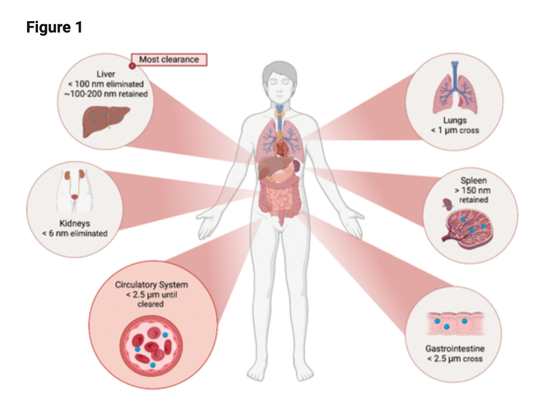 Assessing the Efficacy of Pyrolysis–Gas Chromatography–Mass Spectrometry for Nanoplastic and Microplastic Analysis in Human Blood ACS
